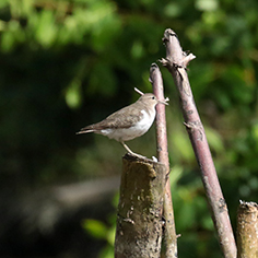 Non-breeding Spoted Sandpiper